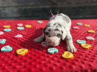 Purple #3, a male Great Dane for sale in Leigh, NE – Photo 2 of 7