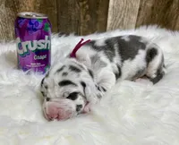 Purple #3, a male Great Dane for sale in Leigh, NE – Photo 4 of 7