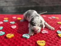 Purple #3, a male Great Dane for sale in Leigh, NE – Photo 1 of 7