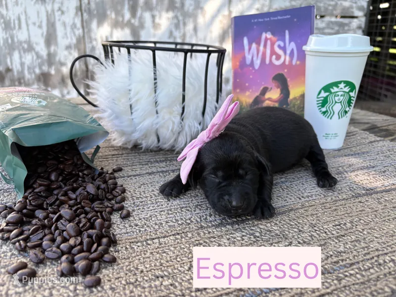 Espresso – Labrador Retriever puppy for sale in Leigh, NE