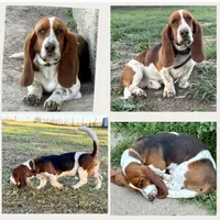 Firecracker, a female Basset Hound for sale in Leigh, NE – 9 of 9
