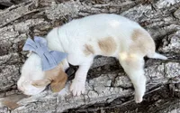 Firecracker, a female Basset Hound for sale in Leigh, NE – 6 of 9