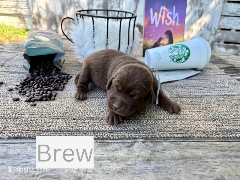 Brew – Labrador Retriever puppy for sale in Leigh, NE