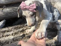 Harley, a female Great Dane for sale in Leigh, NE – 8 of 12