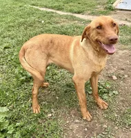 Nora, a female Labrador Retriever for sale in Leigh, NE – 1 of 7