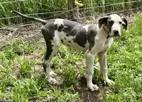 Harley, a female Great Dane for sale in Leigh, NE – 2 of 12