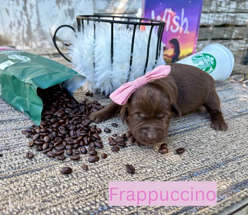 Frappuccinio – Labrador Retriever puppy for sale in Leigh, NE