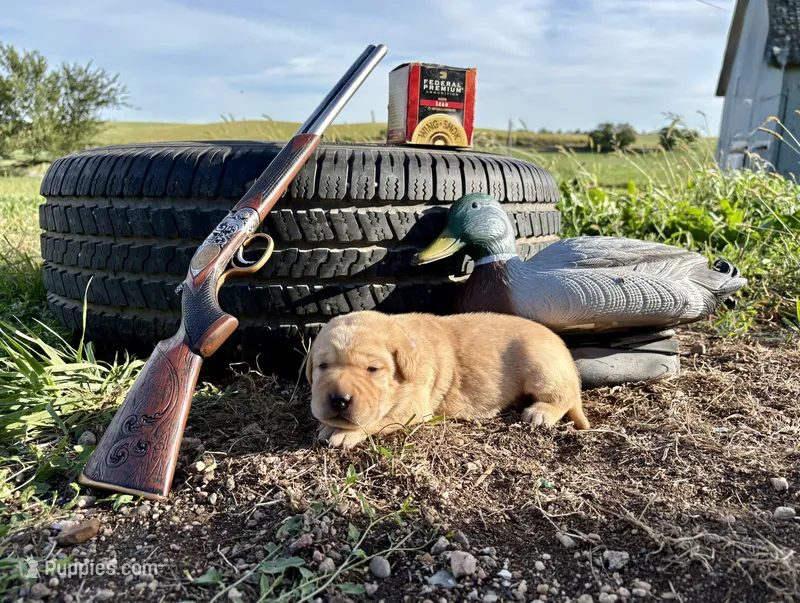Theodore – Labrador Retriever puppy for sale in Leigh, NE