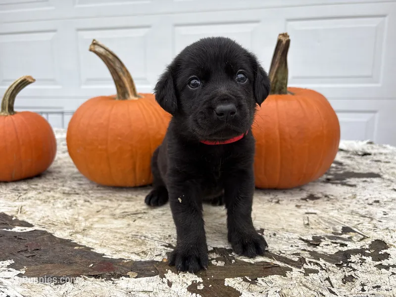 Boba – Labrador Retriever puppy for sale in Leigh, NE