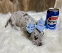 Blue #5, a female Great Dane for sale in Leigh, NE – Photo 3 of 7