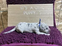 Blue #5, a female Great Dane for sale in Leigh, NE – Photo 7 of 7