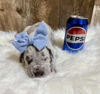 Blue #5, a female Great Dane for sale in Leigh, NE – Photo 4 of 7