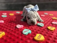 Blue #5, a female Great Dane for sale in Leigh, NE – Photo 2 of 7