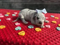 Blue #5, a female Great Dane for sale in Leigh, NE – Photo 1 of 7