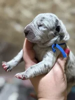 Blue #5, a female Great Dane for sale in Leigh, NE – Photo 6 of 7