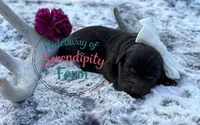 Mocha, a female Labrador Retriever for sale in Leigh, NE – 1 of 1