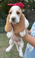 Ketchup, a female Basset Hound for sale in Leigh, NE – 6 of 6