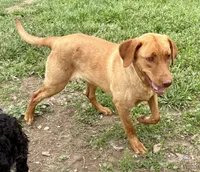 Nora, a female Labrador Retriever for sale in Leigh, NE – 3 of 7