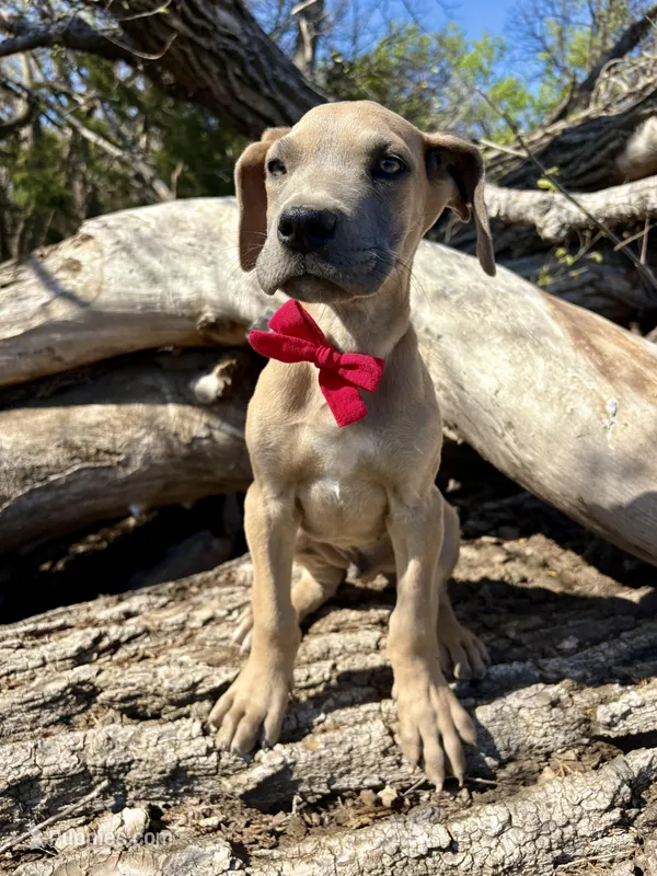 Scout – Great Dane puppy for sale in Leigh, NE