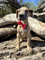 Scout, a male Great Dane for sale in Leigh, NE – Photo 1 of 3
