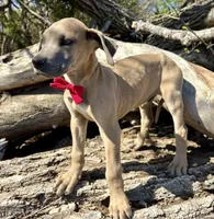 Scout, a male Great Dane for sale in Leigh, NE – Photo 2 of 3