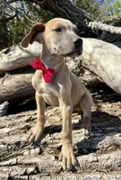 Scout, a male Great Dane for sale in Leigh, NE – Photo 3 of 3