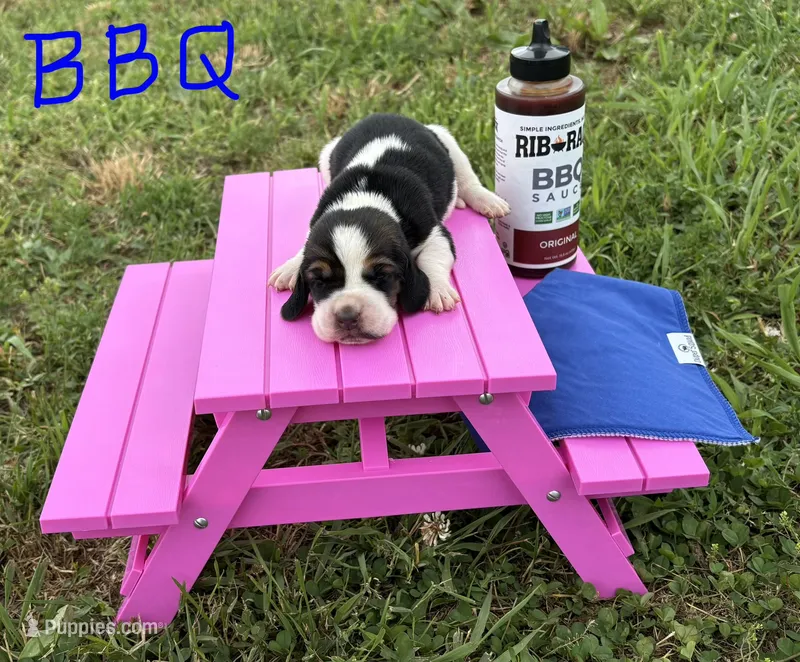 BBQ – Basset Hound puppy for sale in Leigh, NE