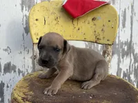 Red boy, a male Great Dane for sale in Leigh, NE – Photo 2 of 3