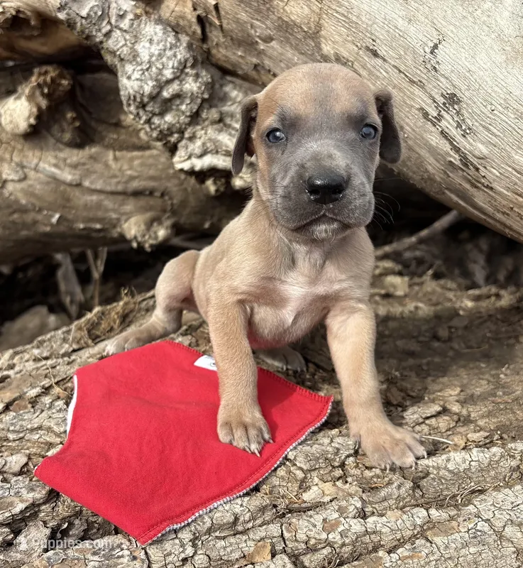 Red boy – Great Dane puppy for sale in Leigh, NE