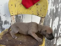 Red boy, a male Great Dane for sale in Leigh, NE – Photo 3 of 3