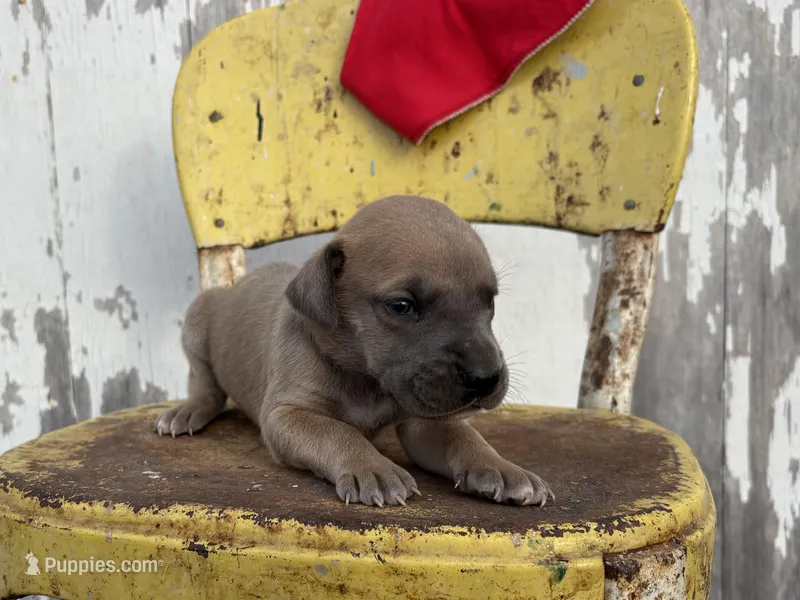 Red boy – Great Dane puppy for sale in Leigh, NE