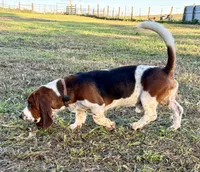 BBQ, a male Basset Hound for sale in Leigh, NE – 5 of 8