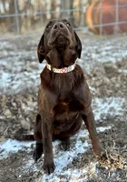 Ash, a female Labrador Retriever for sale in Leigh, NE – Photo 1 of 3