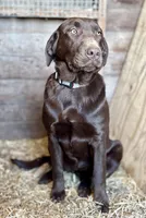 Ash, a female Labrador Retriever for sale in Leigh, NE – Photo 2 of 3