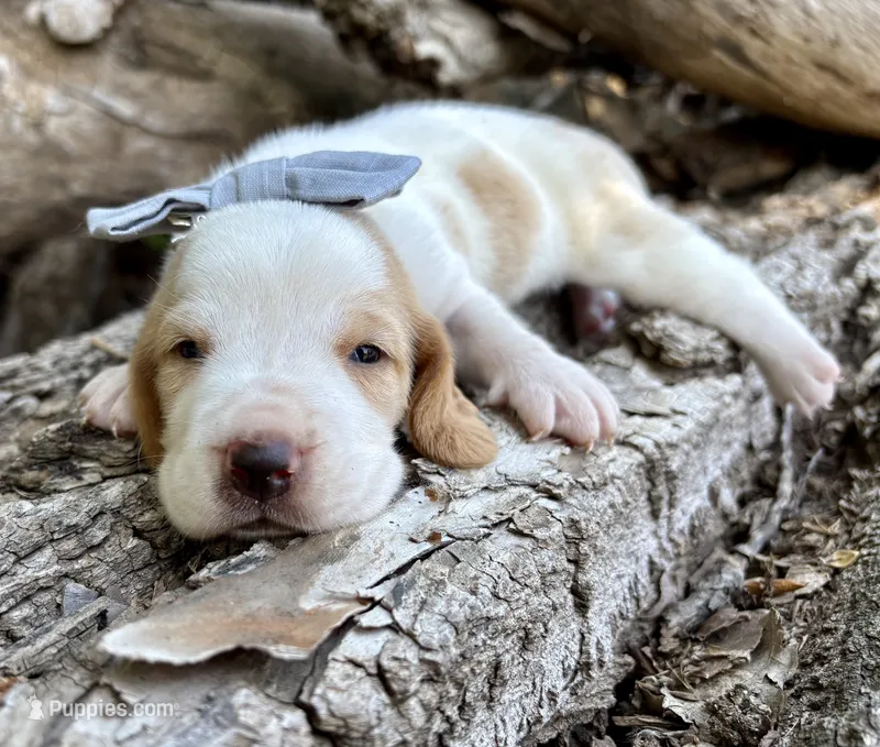 Firecracker – Basset Hound puppy for sale in Leigh, NE