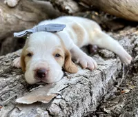 Firecracker, a female Basset Hound for sale in Leigh, NE – 2 of 9