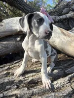 Harley, a female Great Dane for sale in Leigh, NE – 7 of 12