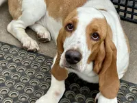 BBQ, a male Basset Hound for sale in Leigh, NE – 8 of 8