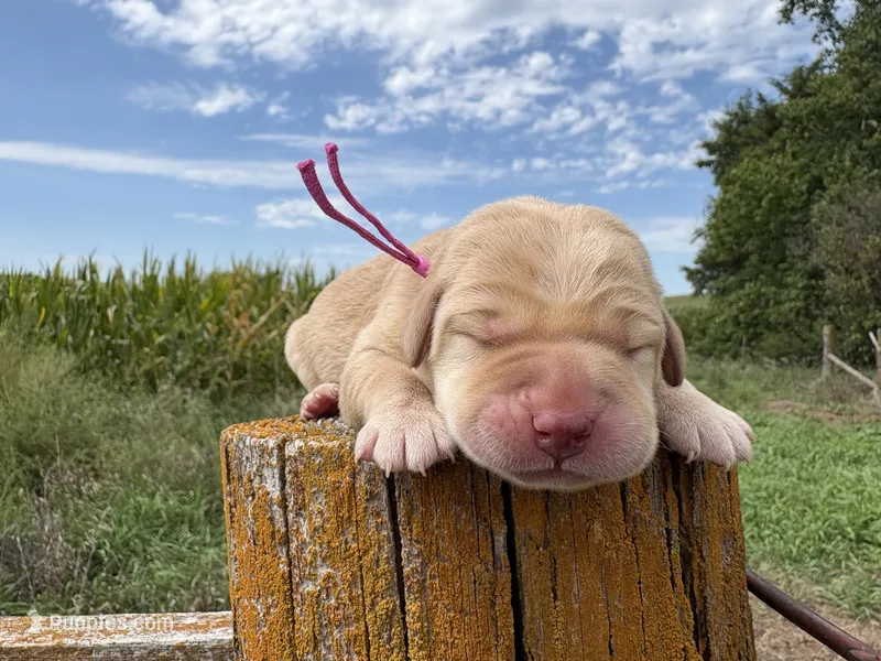 Theodore – Labrador Retriever puppy for sale in Leigh, NE