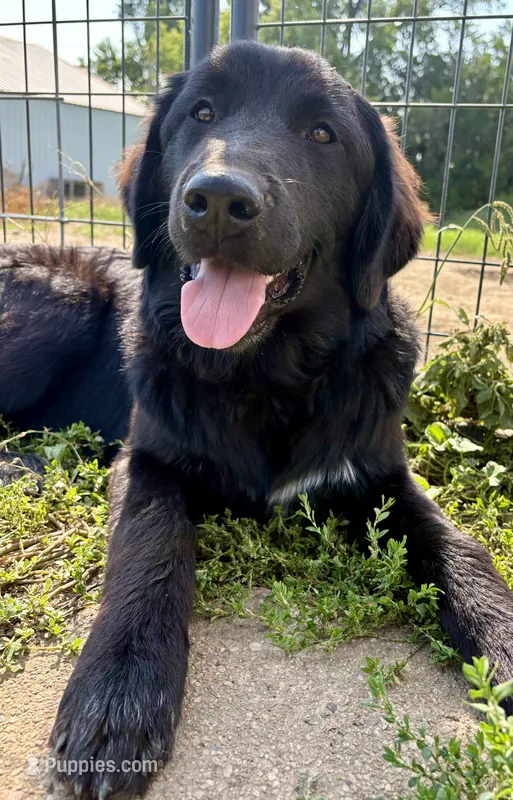 Onyx – Great Pyrenees, Newfoundland puppy for sale in Leigh, NE
