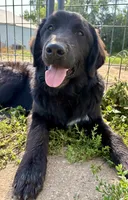 Onyx, a female Great Pyrenees and Newfoundland for sale in Leigh, NE – 1 of 9
