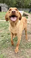 Nora, a female Labrador Retriever for sale in Leigh, NE – 6 of 7