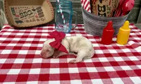 Ketchup, a female Basset Hound for sale in Leigh, NE – 2 of 2