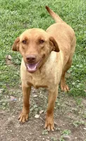 Nora, a female Labrador Retriever for sale in Leigh, NE – 2 of 7