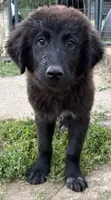 Onyx, a female Great Pyrenees and Newfoundland for sale in Leigh, NE – 1 of 2