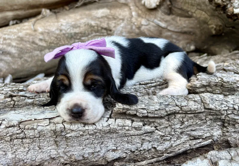 Mustard – Basset Hound puppy for sale in Leigh, NE