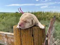 Theodore, a male Labrador Retriever for sale in Leigh, NE – 2 of 7
