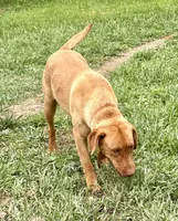 Nora, a female Labrador Retriever for sale in Leigh, NE – 4 of 7