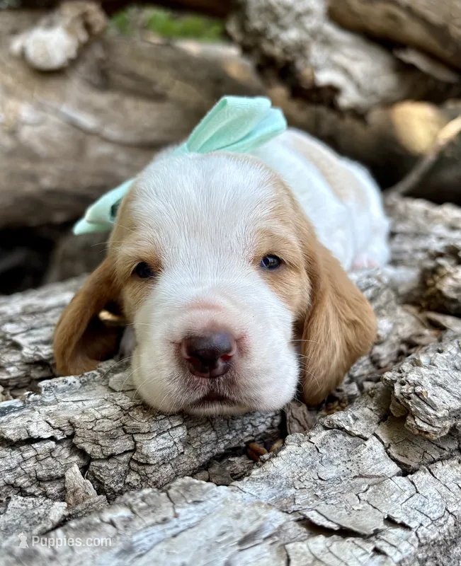 Smores – Basset Hound puppy for sale in Leigh, NE