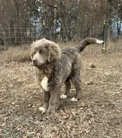 Stormy, a female Newfoundland for sale in Leigh, NE – 3 of 5